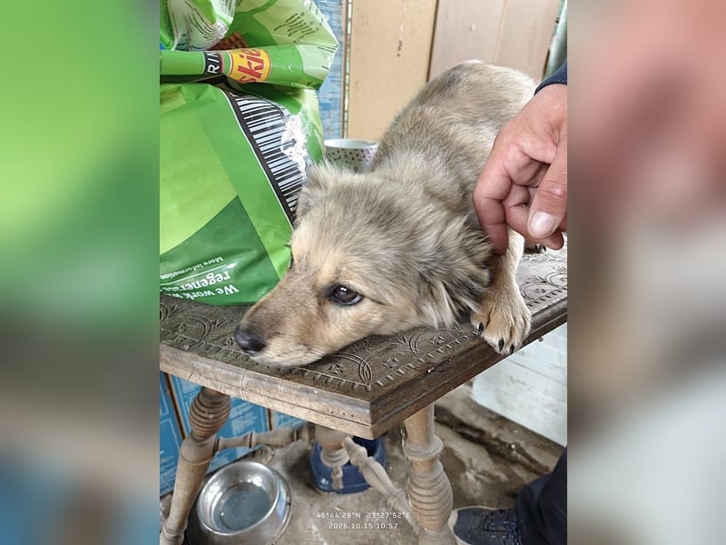 Nikki - verspieltes Welpen-Mädchen sucht ein Zuhause