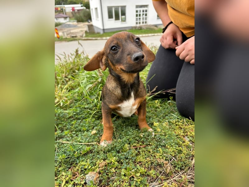 Hanni - neugieriges, verspieltes Mädchen sucht ein Zuhause