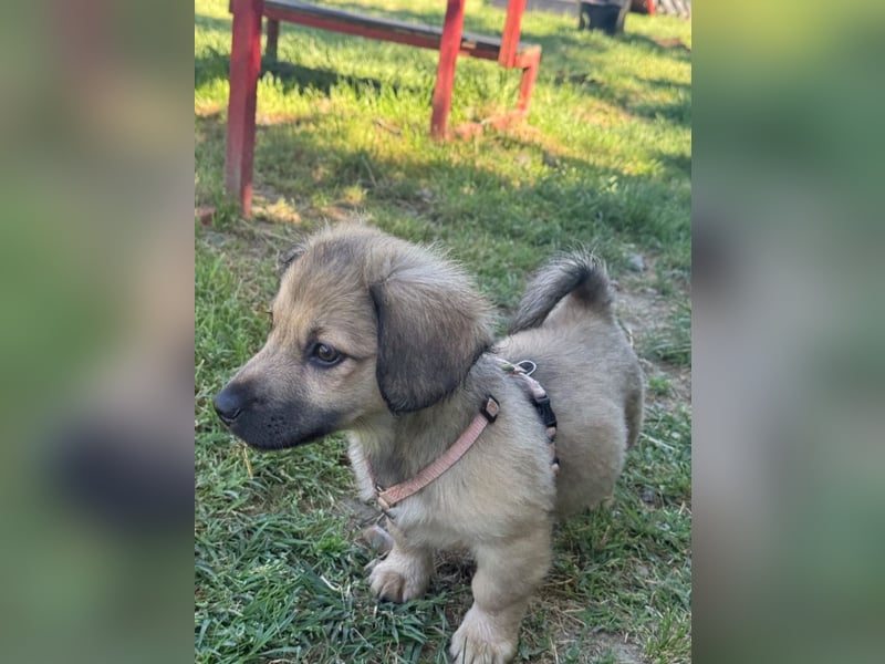 Marina - süßes, neugieriges Mini-Hundemädchen sucht das große Glück