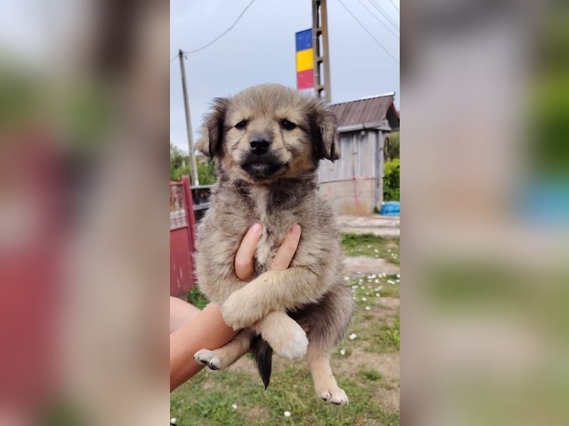 Nikki - verspieltes Welpen-Mädchen sucht ein Zuhause