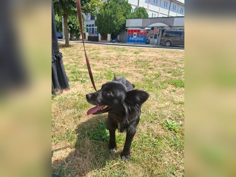 Bella - kleine süße Hündin sucht endlich ihr großes Glück