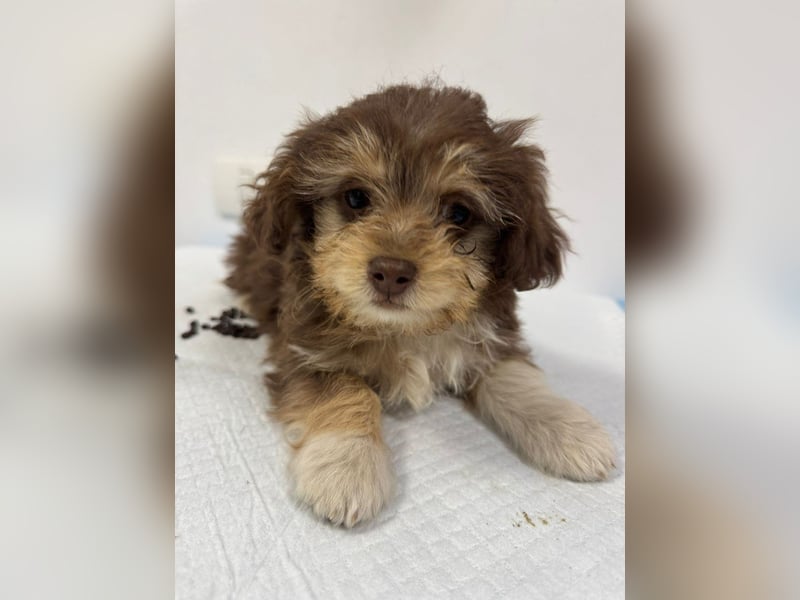 Chili - süßer, verspielter kleiner Hunde-Junge sucht ein Zuhause