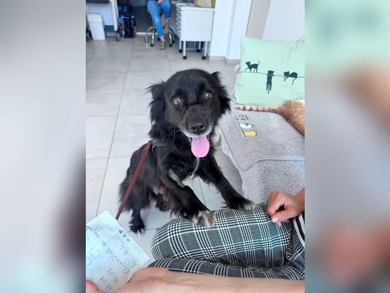 Bella - kleine Hündin sucht das große Glück