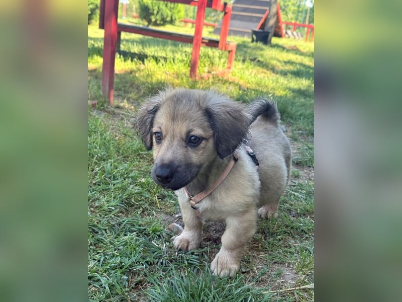 Marina - süßes, neugieriges Mini-Hundemädchen sucht das große Glück
