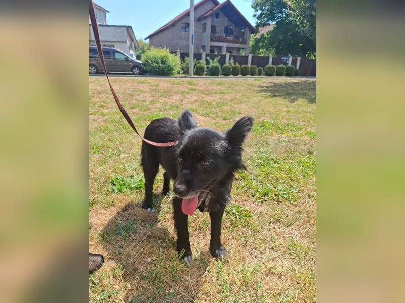 Bella - kleine süße Hündin sucht endlich ihr großes Glück