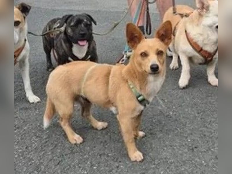 Remi - verspielte, freundliche, verschmuste Terrier-Mix Hündin / in Kirchhundem