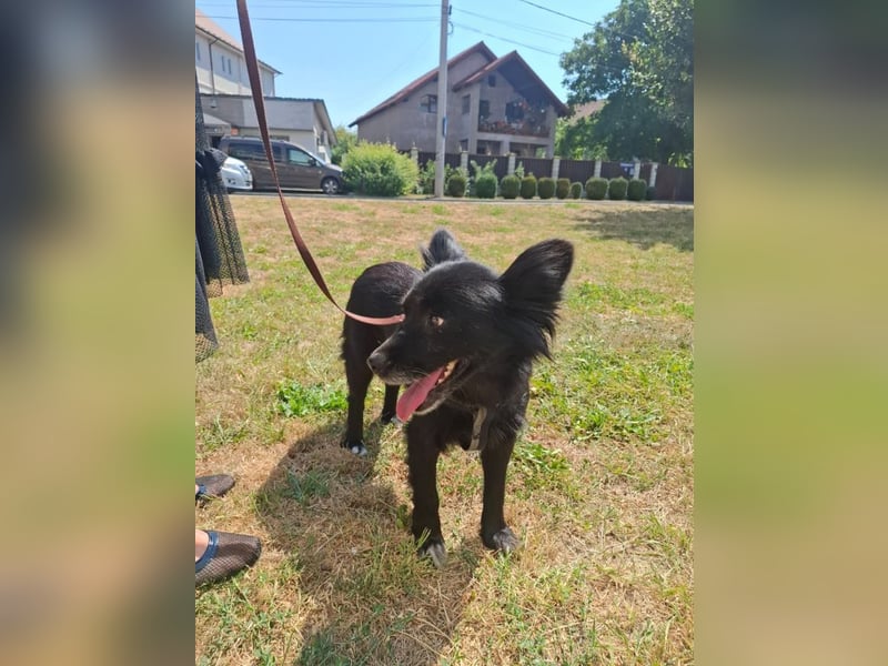 Bella - kleine süße Hündin sucht endlich ihr großes Glück