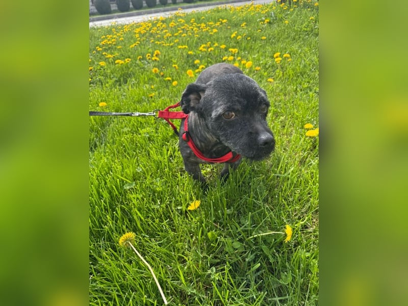 Onyx - freundliche, verspielte kleine Hündin sucht ein Zuhause