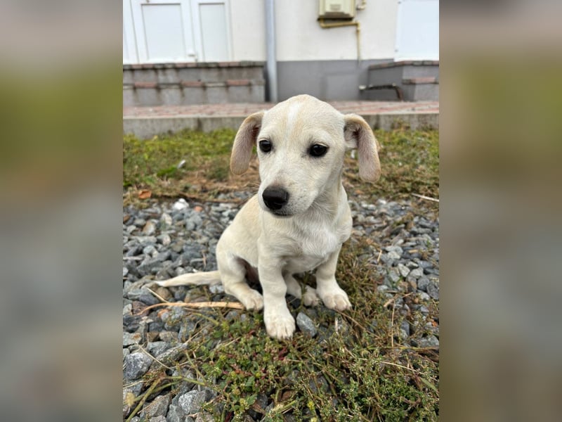 Lilo - Neugieriges, verspieltes Mädchen sucht ein Zuhause
