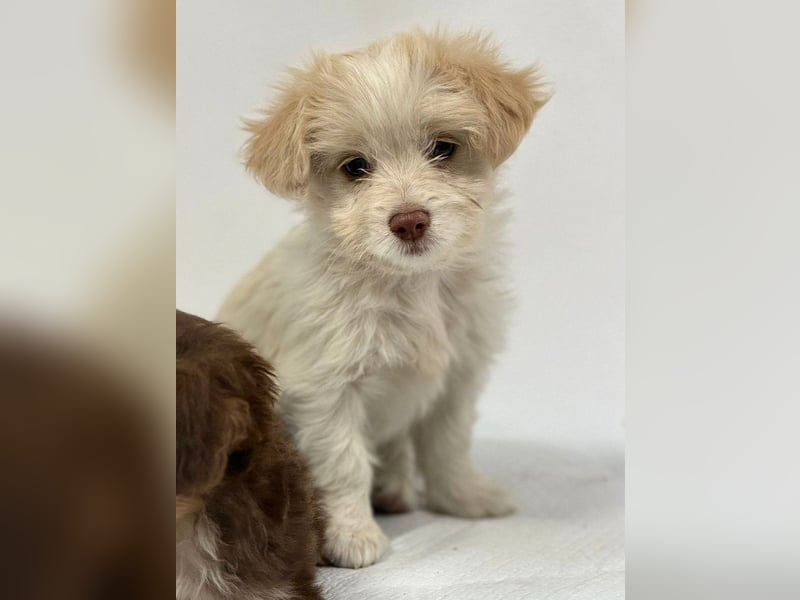 Sia - süßes, verspieltes Hunde-Mädchen sucht ein Zuhause