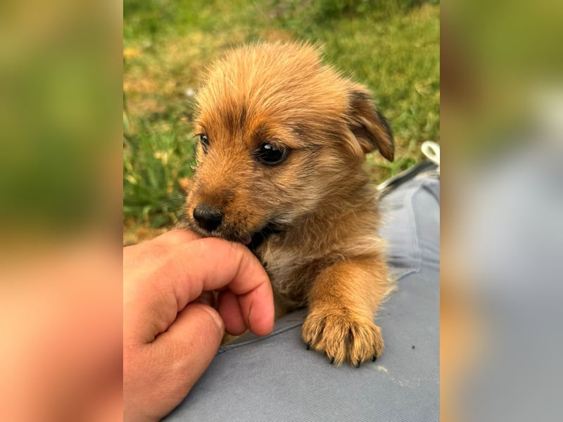 Rocco - fröhlicher, verspielter kleiner Wirbelwind