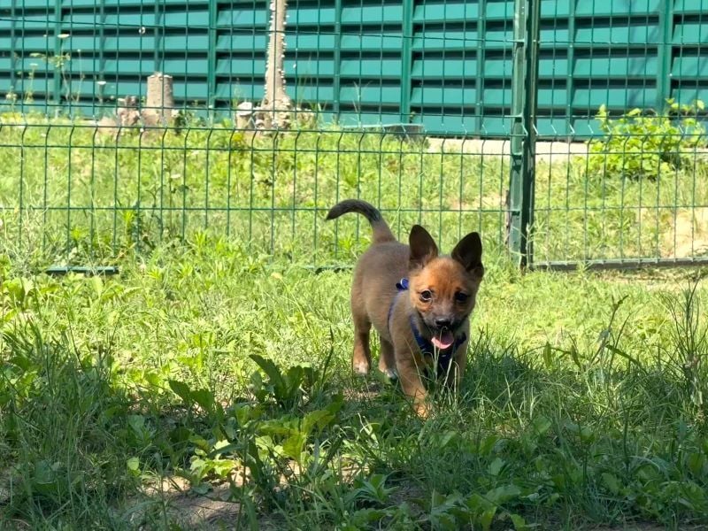 James - verspielter, neugieriger kleiner Welpe