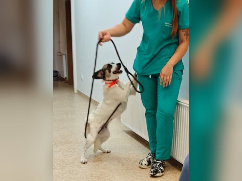 Emma - menschenbezogene, freundliche Hündin sucht ein Zuhause