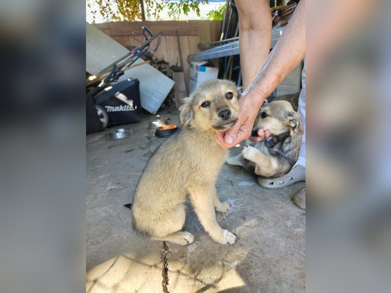 Nikki - verspieltes Welpen-Mädchen sucht ein Zuhause