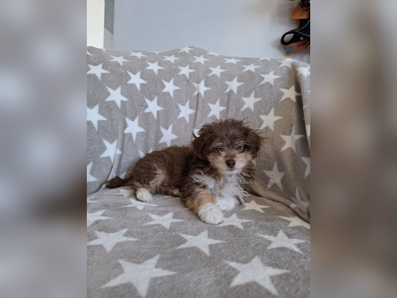 Chili - süßer, verspielter kleiner Hunde-Junge sucht ein Zuhause