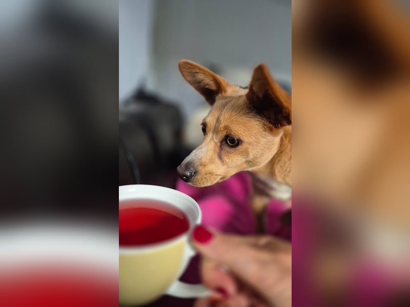 Remi - verspielte, freundliche, verschmuste Terrier-Mix Hündin / in Kirchhundem