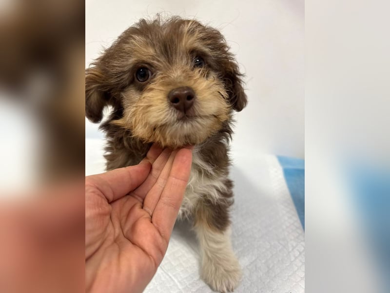 Chili - süßer, verspielter kleiner Hunde-Junge sucht ein Zuhause