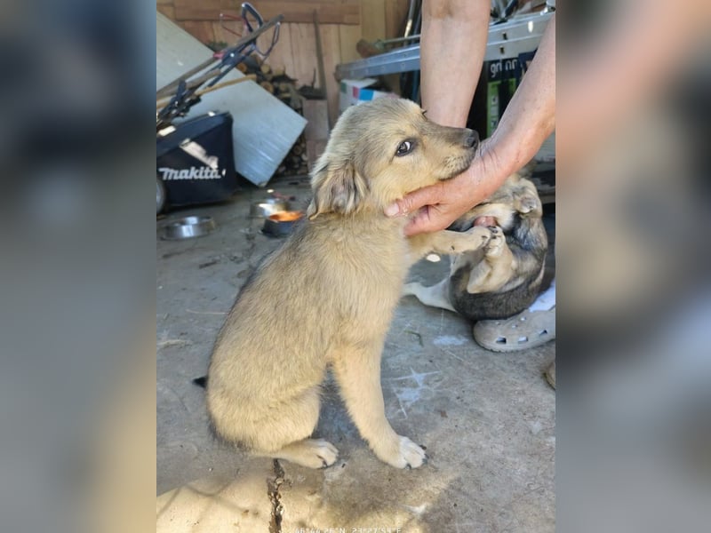 Nikki - verspieltes Welpen-Mädchen sucht ein Zuhause
