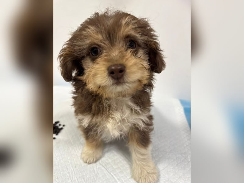 Chili - süßer, verspielter kleiner Hunde-Junge sucht ein Zuhause
