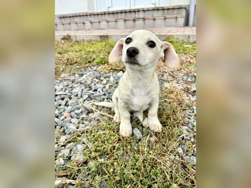 Lilo - Neugieriges, verspieltes Mädchen sucht ein Zuhause