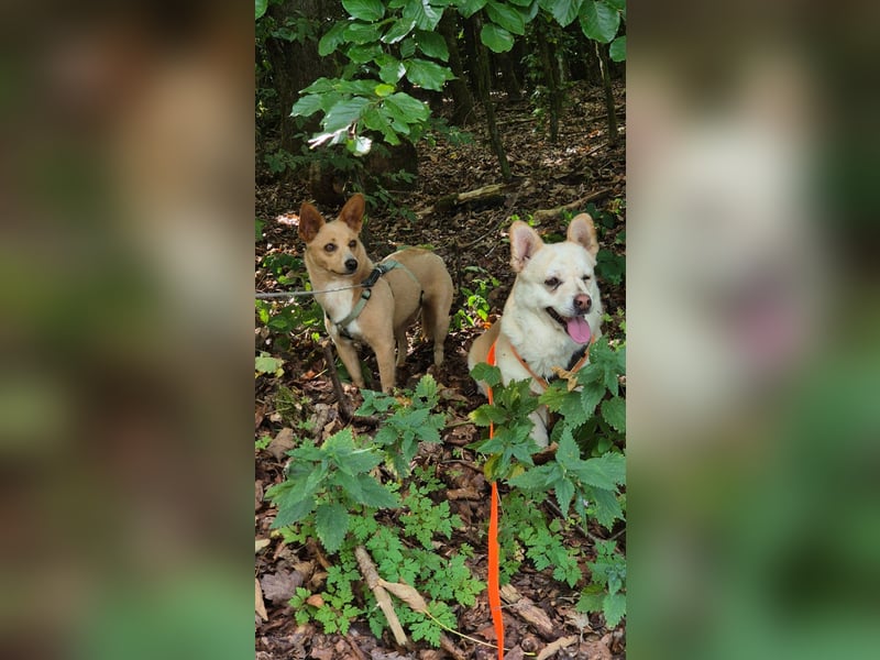 Remi - verspielte, freundliche, verschmuste Terrier-Mix Hündin / in Kirchhundem