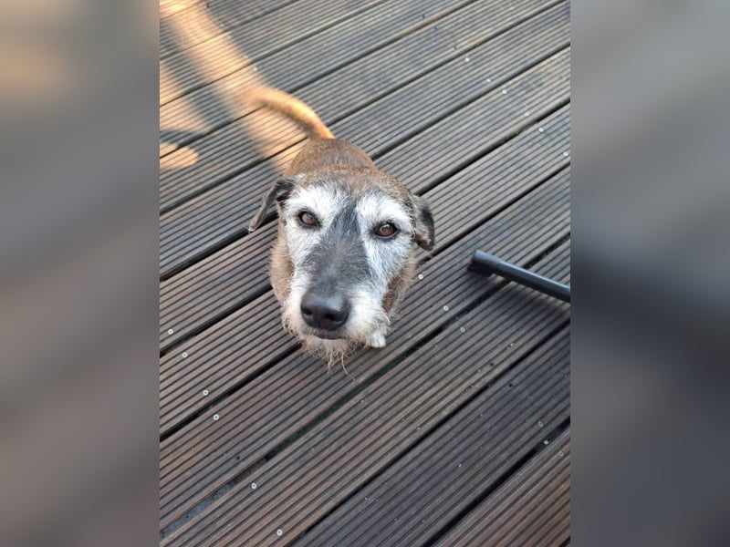 Johnny sucht ein Zuhause als Einzelprinz