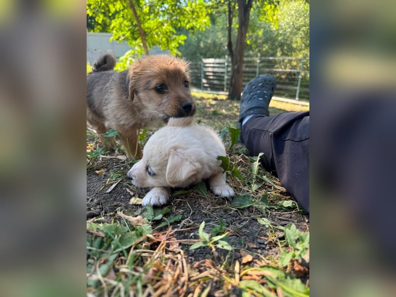Rocco - fröhlicher, verspielter kleiner Wirbelwind
