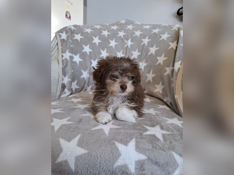 Chili - süßer, verspielter kleiner Hunde-Junge sucht ein Zuhause