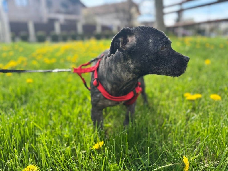 Onyx - freundliche, verspielte kleine Hündin sucht ein Zuhause