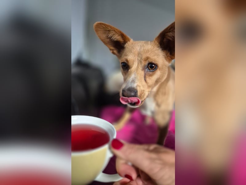 Remi - verspielte, freundliche, verschmuste Terrier-Mix Hündin / in Kirchhundem