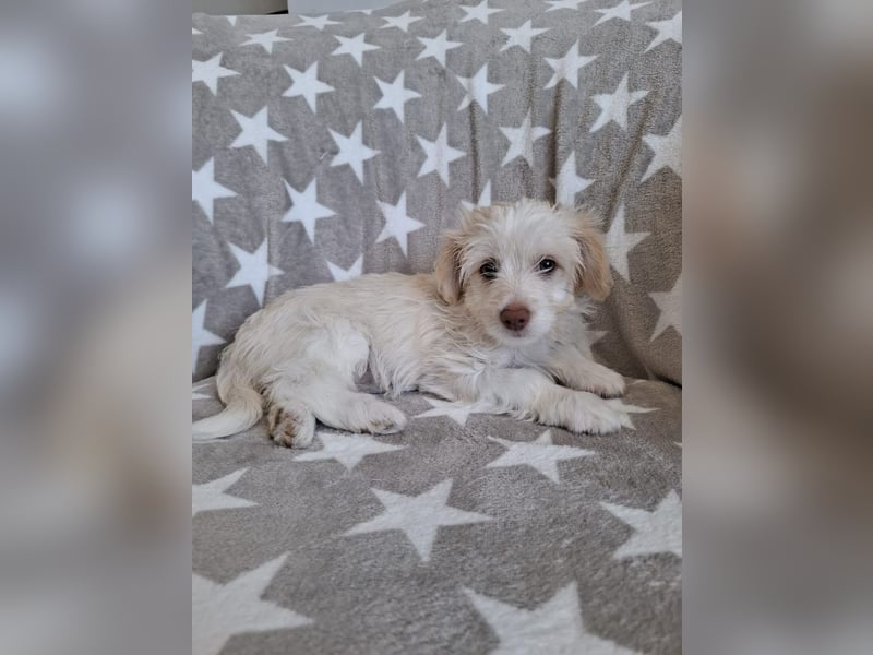 Sia - süßes, verspieltes Hunde-Mädchen sucht ein Zuhause