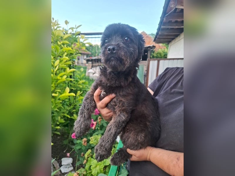 Onyx - freundliche, verspielte kleine Hündin sucht ein Zuhause