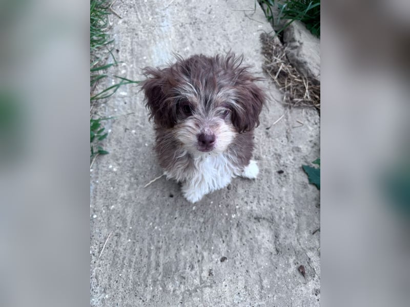Chili - süßer, verspielter kleiner Hunde-Junge sucht ein Zuhause