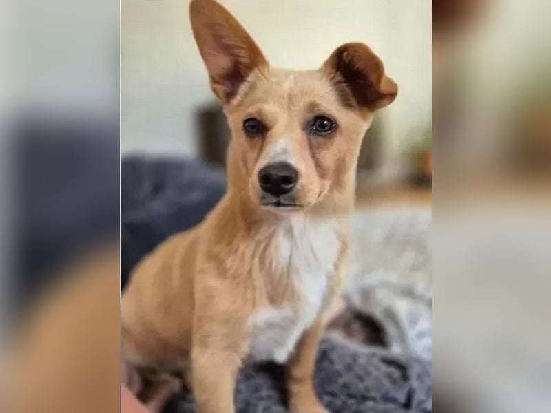 Remi - verspielte, freundliche, verschmuste Terrier-Mix Hündin / in Kirchhundem