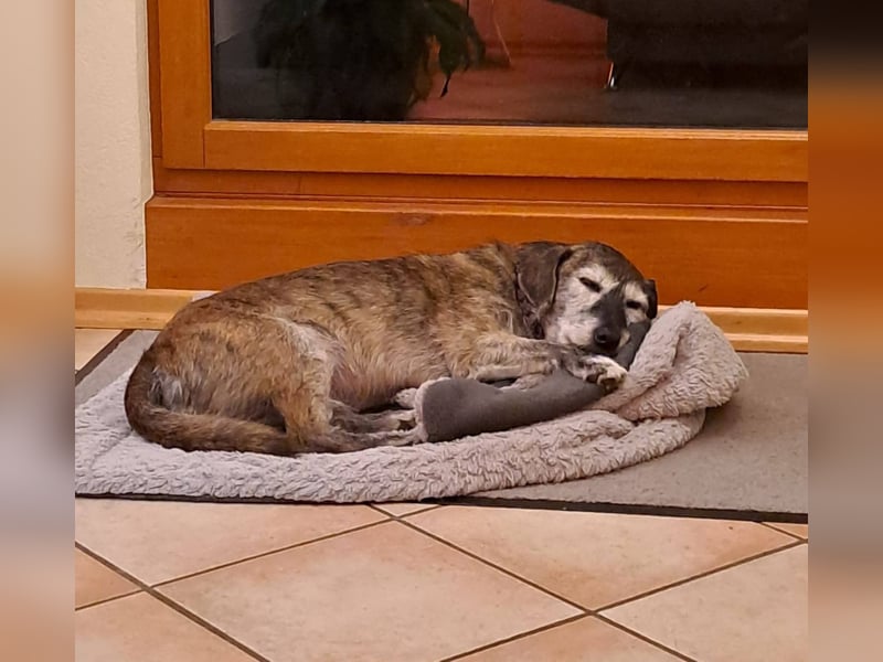 Johnny sucht ein Zuhause als Einzelprinz