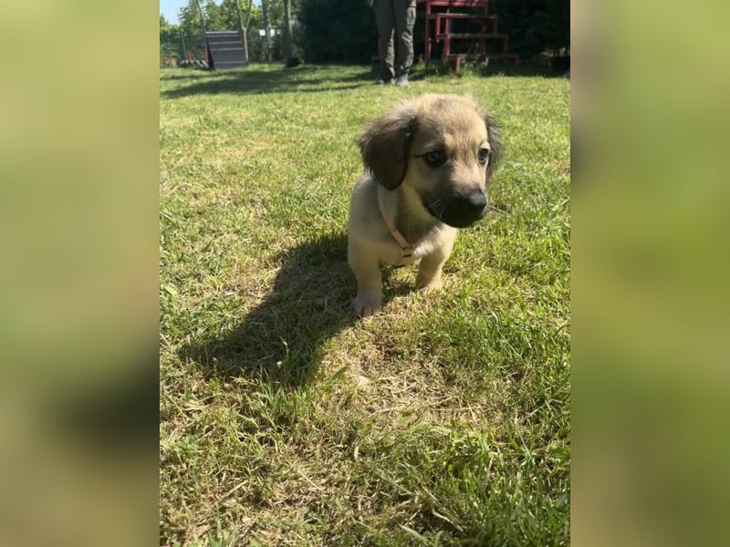 Marina - süßes, neugieriges Mini-Hundemädchen sucht das große Glück