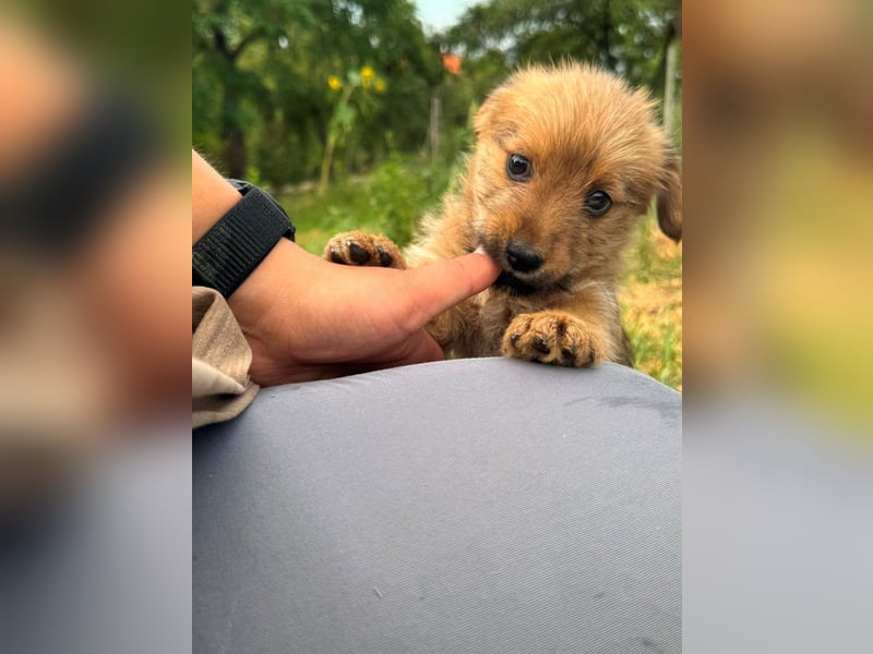 Rocco - fröhlicher, verspielter kleiner Wirbelwind