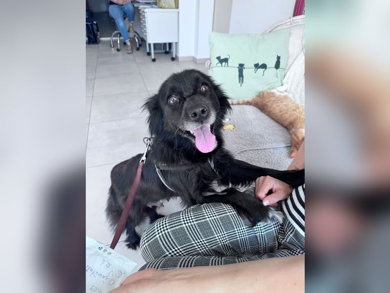 Bella - kleine Hündin sucht das große Glück