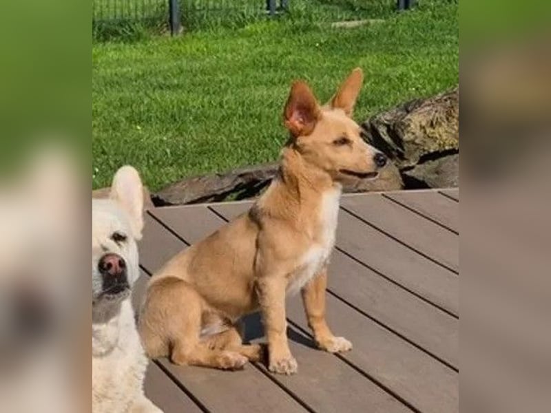 Remi - verspielte, freundliche, verschmuste Terrier-Mix Hündin / in Kirchhundem