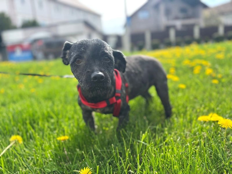 Onyx - freundliche, verspielte kleine Hündin sucht ein Zuhause