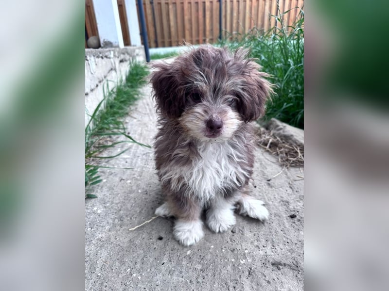 Chili - süßer, verspielter kleiner Hunde-Junge sucht ein Zuhause