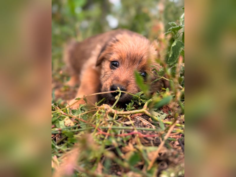 Rocco - fröhlicher, verspielter kleiner Wirbelwind