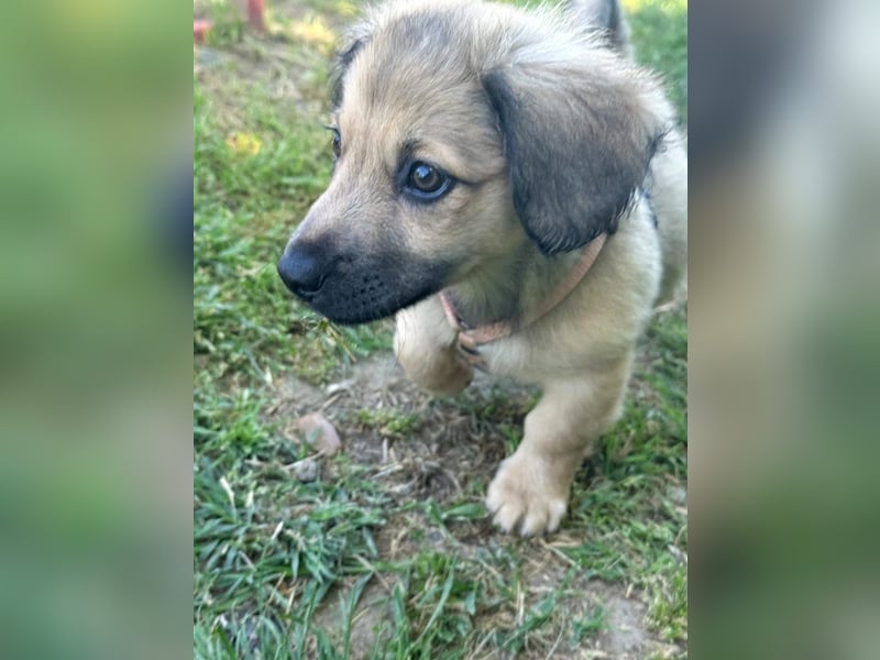 Marina - süßes, neugieriges Mini-Hundemädchen sucht das große Glück