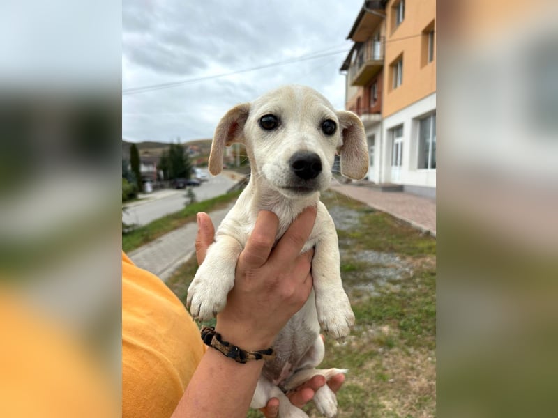 Lilo - Neugieriges, verspieltes Mädchen sucht ein Zuhause