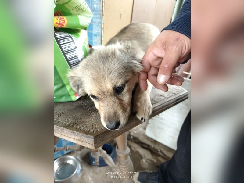 Nikki - verspieltes Welpen-Mädchen sucht ein Zuhause