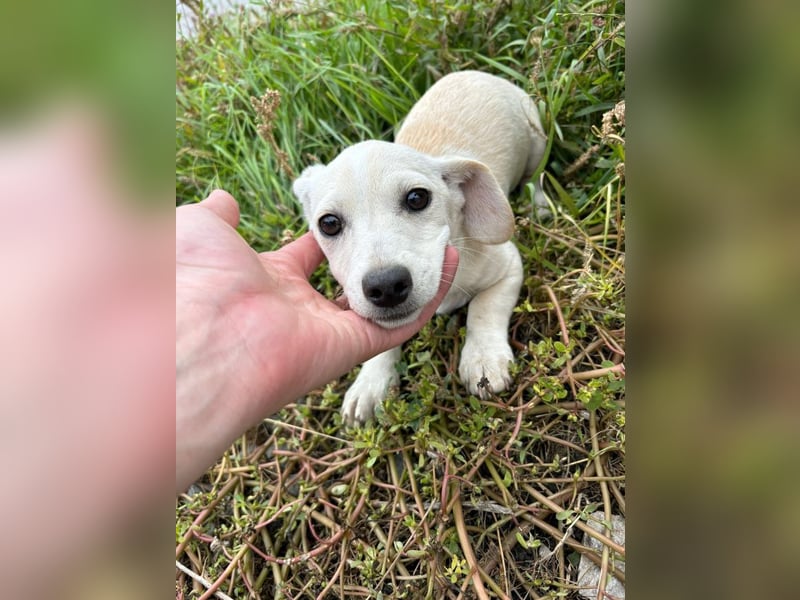 Lilo - Neugieriges, verspieltes Mädchen sucht ein Zuhause