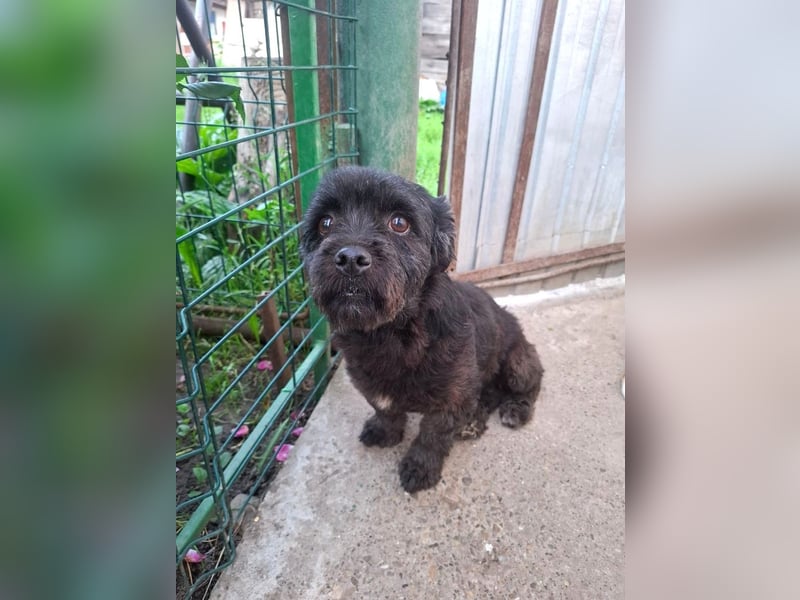 Onyx - freundliche, verspielte kleine Hündin sucht ein Zuhause