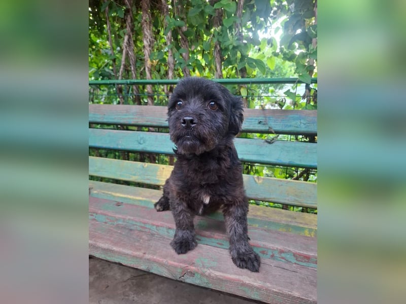 Onyx - freundliche, verspielte kleine Hündin sucht ein Zuhause