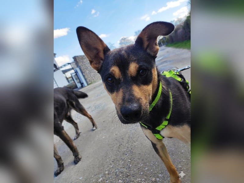 Tito - aus dem Kofferraum