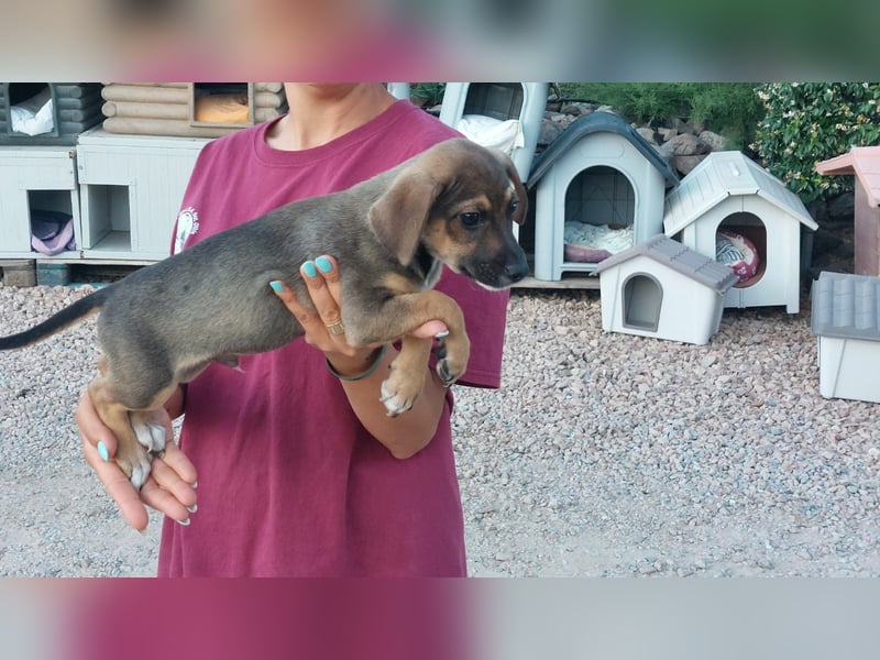 Chester  - knuffiges Hundekind auf der Suche einer Familie